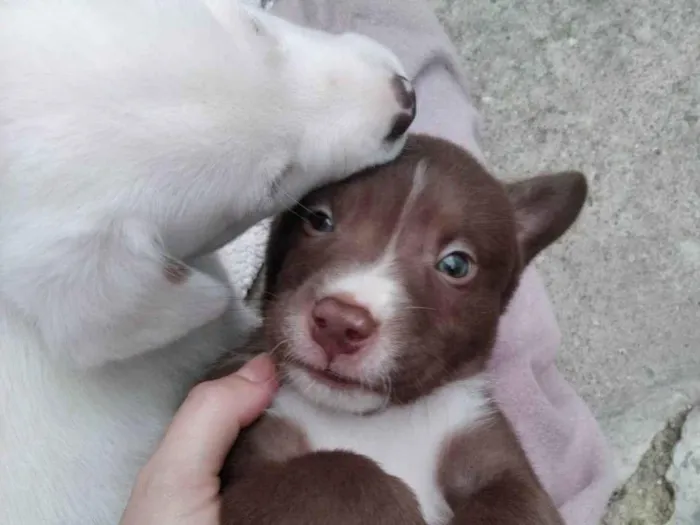 Cachorro ra a SRD-ViraLata idade 2 a 6 meses nome Adolfo