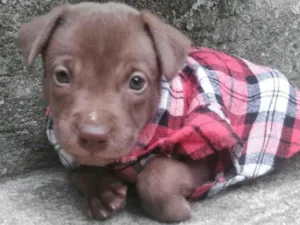 Cachorro raça SRD-ViraLata idade 2 a 6 meses nome Estevão Ferreira