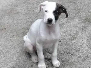 Cachorro raça SRD-ViraLata idade 2 a 6 meses nome Bento