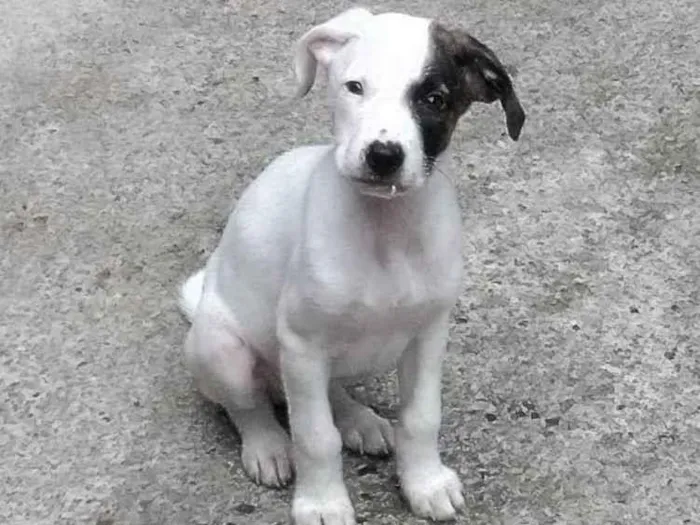 Cachorro ra a SRD-ViraLata idade 2 a 6 meses nome Bento