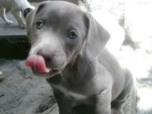Cachorro raça SRD-ViraLata idade 2 a 6 meses nome Dorinha