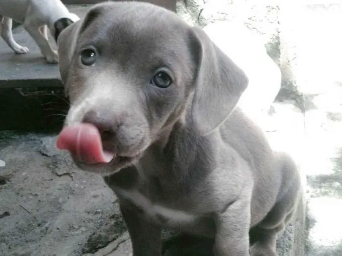 Cachorro ra a SRD-ViraLata idade 2 a 6 meses nome Dorinha