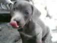 Dorinha