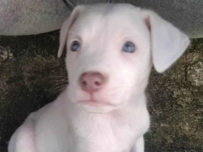 Cachorro ra a SRD-ViraLata idade 2 a 6 meses nome Tifany