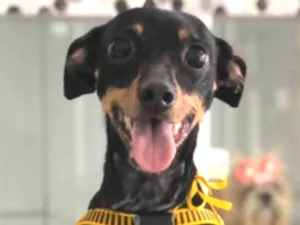 Cachorro raça SRD-ViraLata idade 6 ou mais anos nome Amendoim