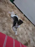 Maya