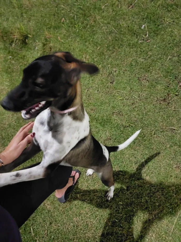 Cachorro raça SRD-ViraLata idade 7 a 11 meses nome Maya