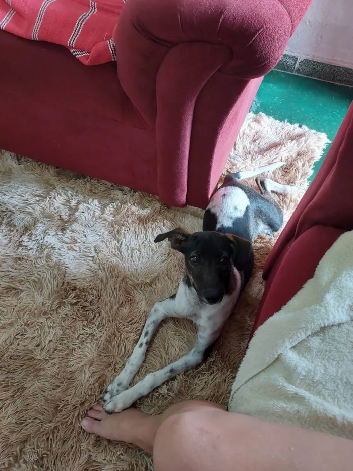 Cachorro raça SRD-ViraLata idade 7 a 11 meses nome Maya