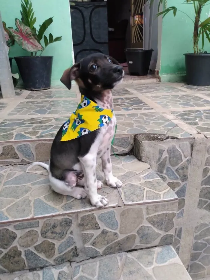 Cachorro raça SRD-ViraLata idade 7 a 11 meses nome Maya