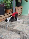 Maya