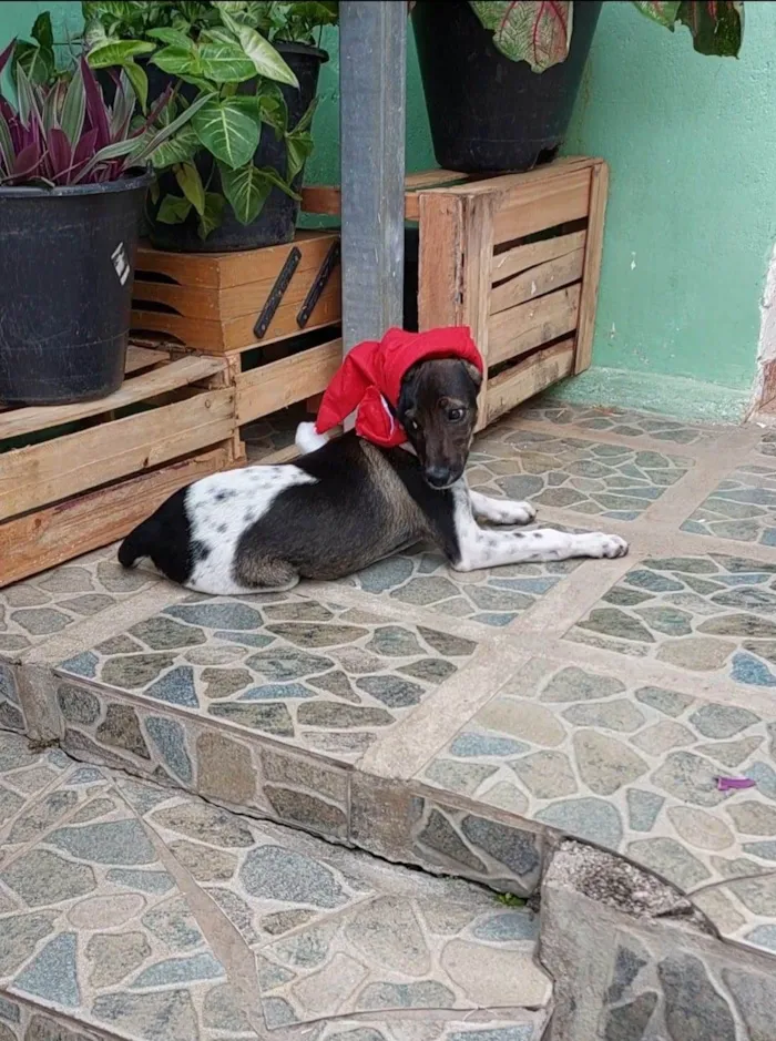 Cachorro raça SRD-ViraLata idade 7 a 11 meses nome Maya