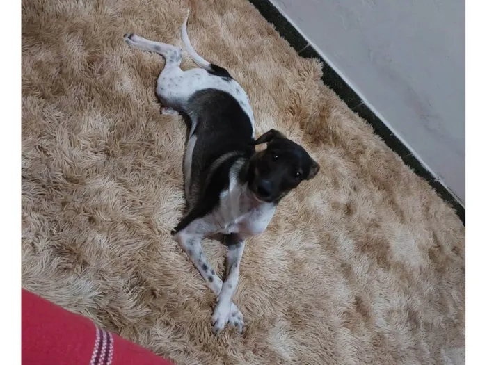Cachorro raça SRD-ViraLata idade 7 a 11 meses nome Maya