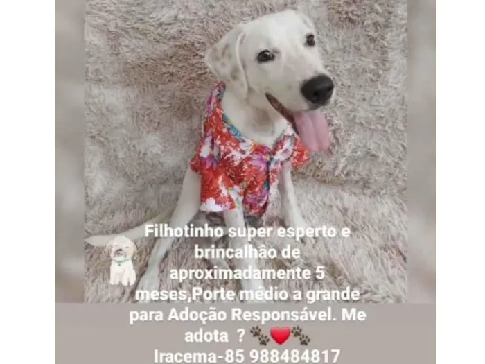 Cachorro ra a SRD-ViraLata idade 2 a 6 meses nome Toby