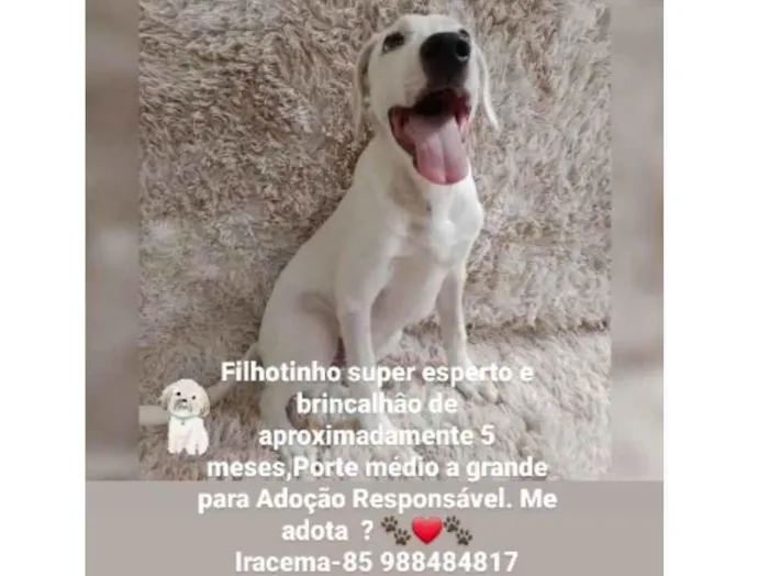 Cachorro ra a SRD-ViraLata idade 2 a 6 meses nome Toby