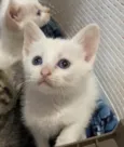 Déia