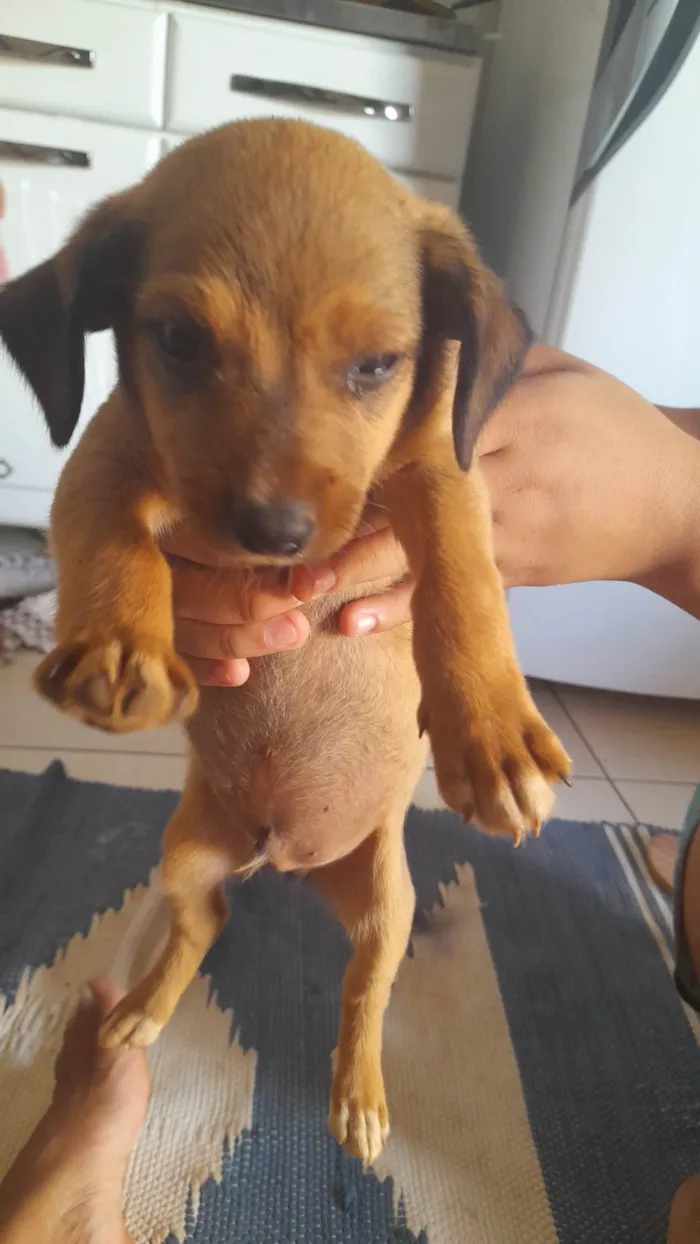 Cachorro ra a Vira- Lata idade 2 a 6 meses nome Sem nomes