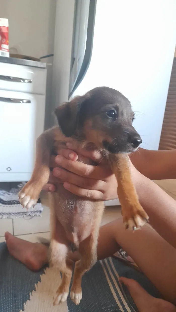 Cachorro ra a Vira- Lata idade 2 a 6 meses nome Sem nomes