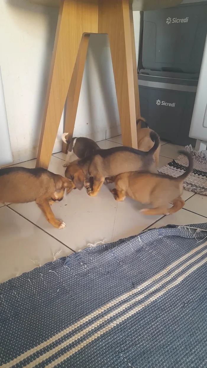 Cachorro ra a Vira- Lata idade 2 a 6 meses nome Sem nomes