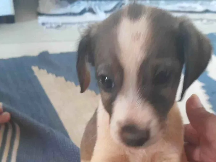 Cachorro ra a Vira- Lata idade 2 a 6 meses nome Sem nomes