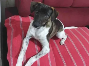 Cachorro raça SRD-ViraLata idade 7 a 11 meses nome Maya