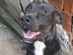 Cachorro raça Dogo argentino com Bit bull idade 5 anos nome Pretinho