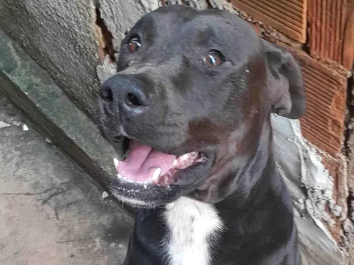 Cachorro ra a Dogo argentino com Bit bull idade 5 anos nome Pretinho