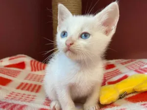 Gato raça Srd idade Abaixo de 2 meses nome Déia 