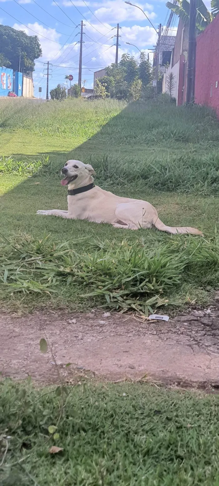 Cachorro ra a Mista idade 2 anos nome Luna