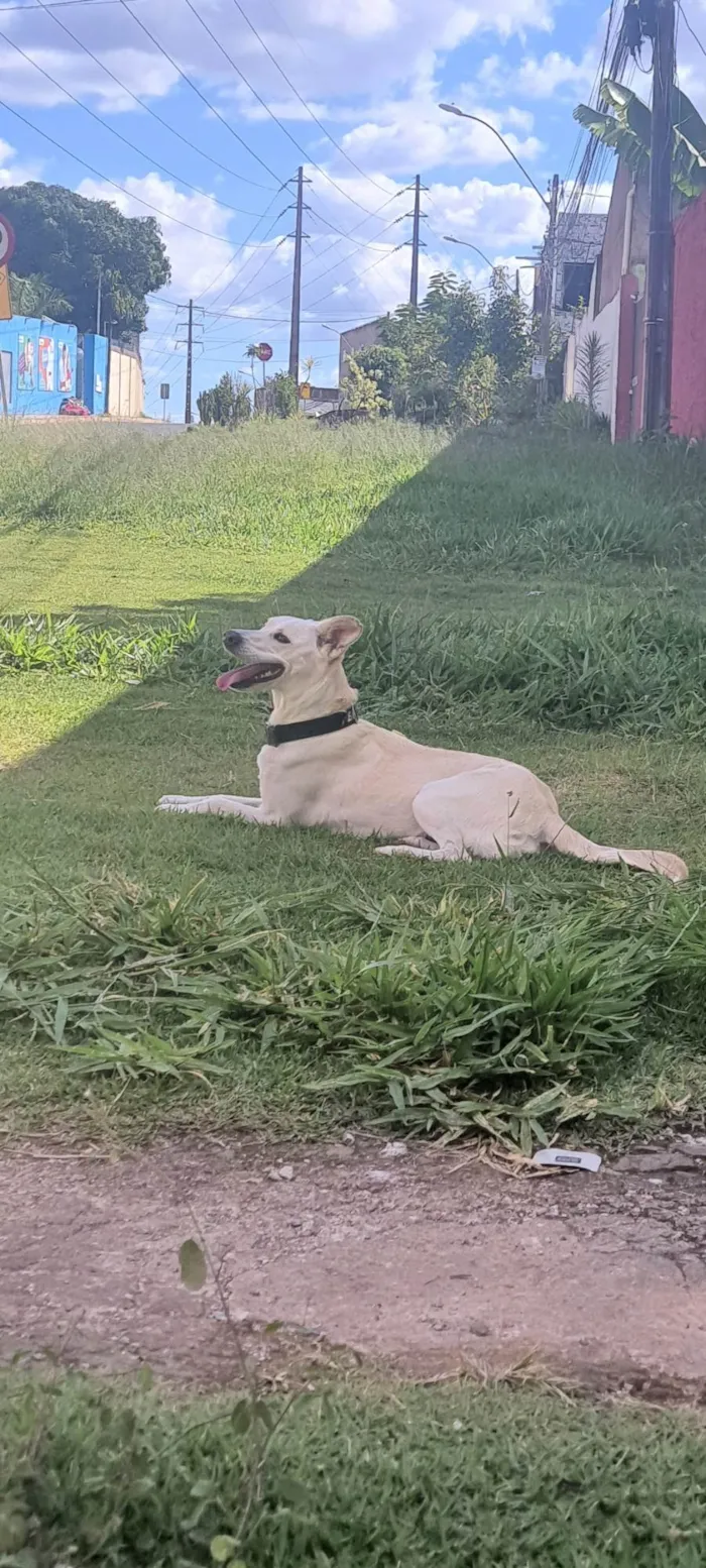 Cachorro ra a Mista idade 2 anos nome Luna