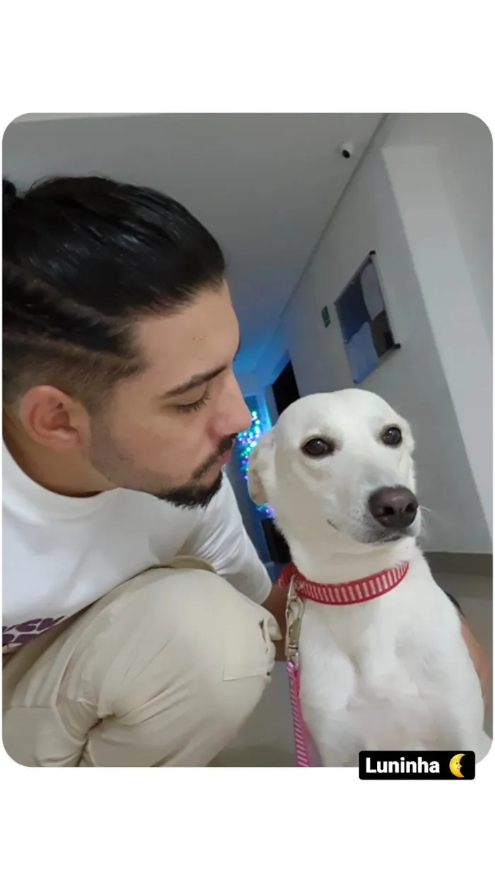 Cachorro ra a Mista idade 2 anos nome Luna