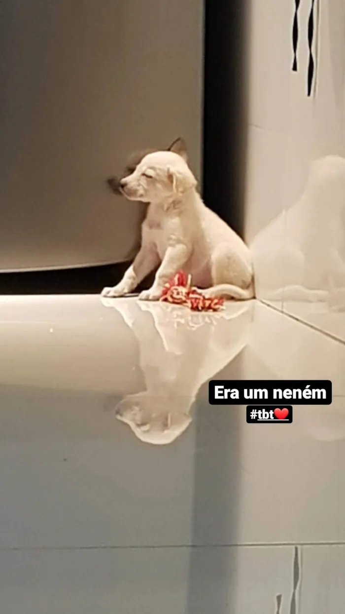 Cachorro ra a Mista idade 2 anos nome Luna