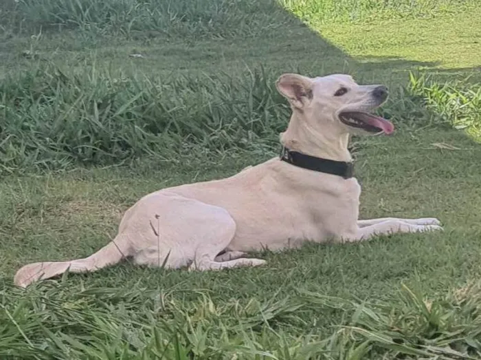 Cachorro ra a Mista idade 2 anos nome Luna