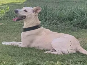 Cachorro raça Mista idade 2 anos nome Luna