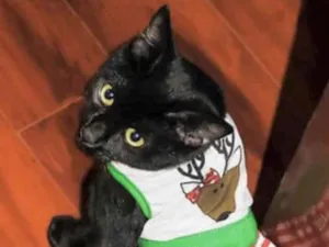 Gato raça Mestica  idade 7 a 11 meses nome Rubi 