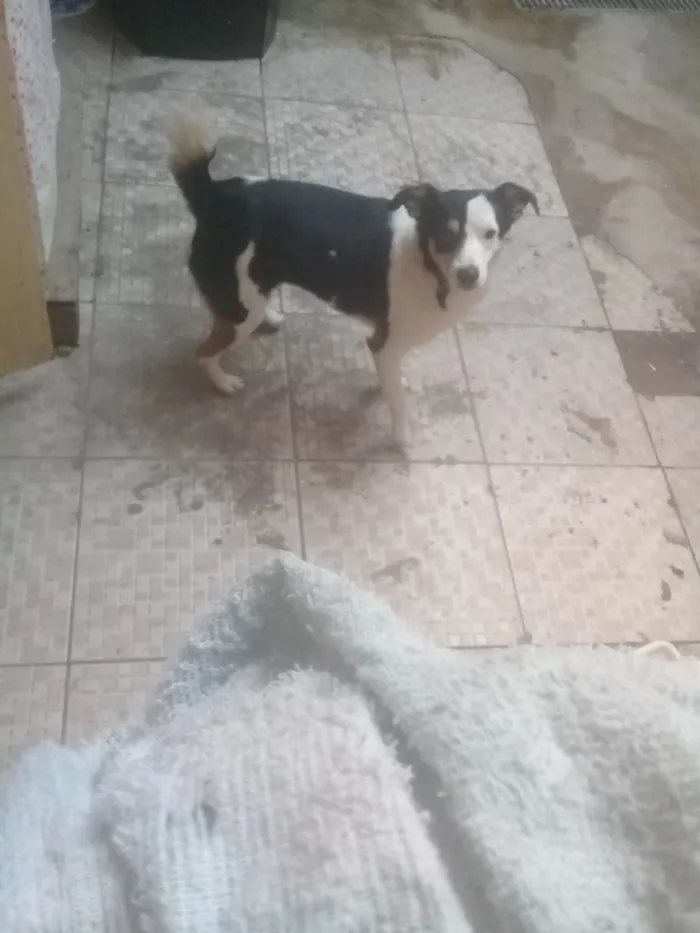 Cachorro ra a Fox paulistinha idade 5 anos nome Kiki