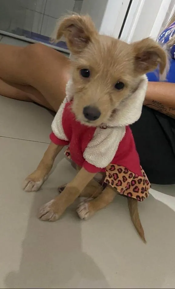 Cachorro raça SRD-ViraLata idade 2 a 6 meses nome Sol 