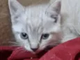 Floquinho 