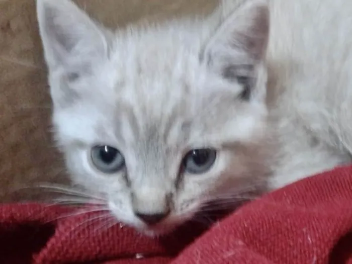 Gato ra a Mestico  idade 2 a 6 meses nome Floquinho 