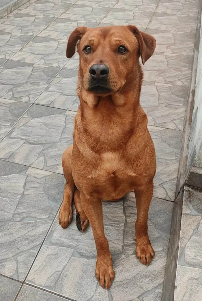 Cachorro ra a SRD-ViraLata idade 2 anos nome Vermelho 
