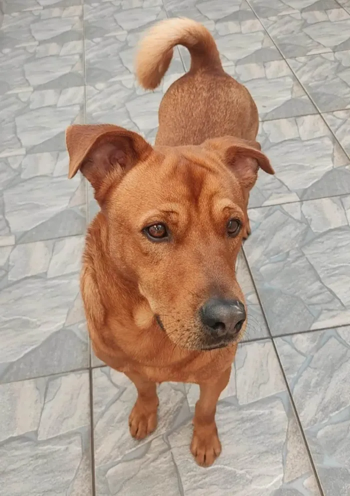 Cachorro ra a SRD-ViraLata idade 2 anos nome Vermelho 