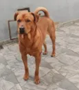 Vermelho 