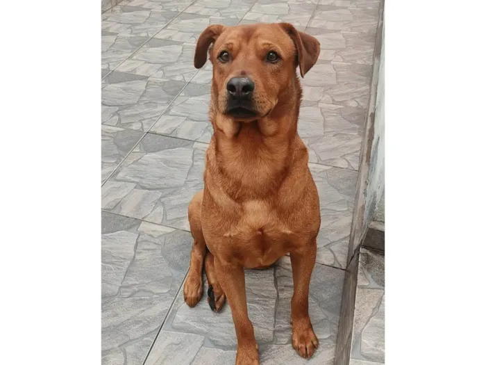 Cachorro ra a SRD-ViraLata idade 2 anos nome Vermelho 