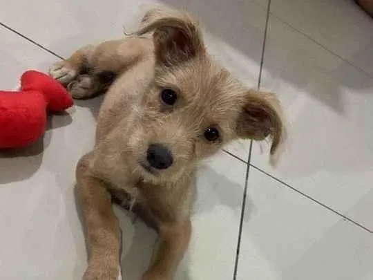Cachorro raça SRD-ViraLata idade 2 a 6 meses nome Sol 