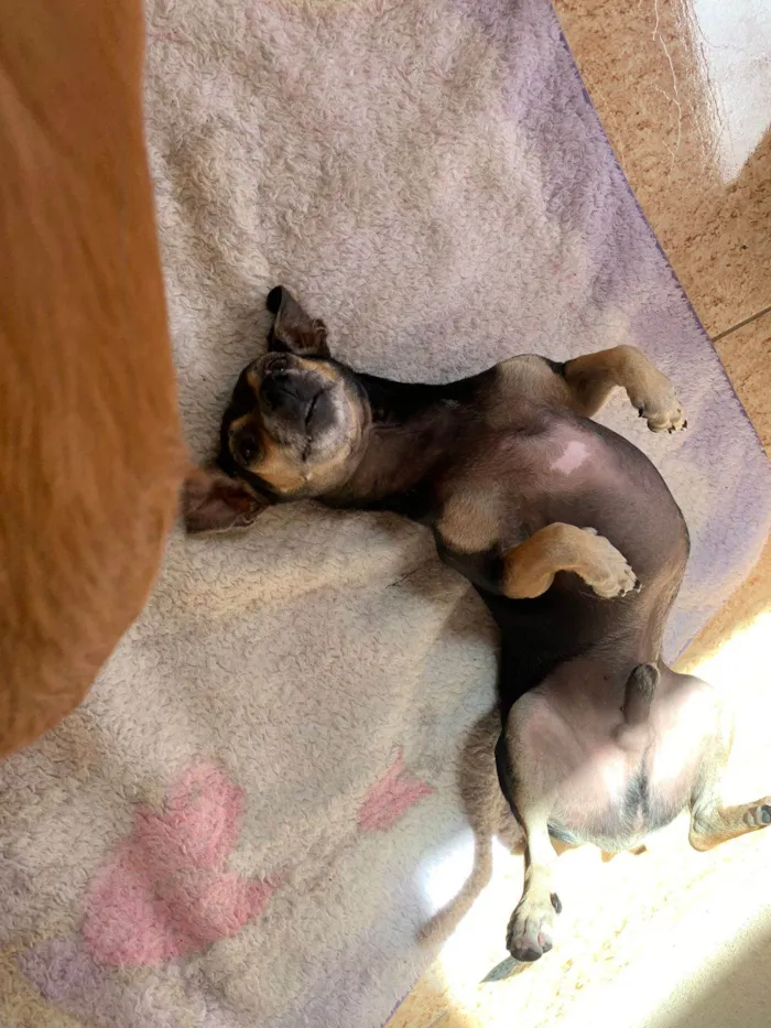 Cachorro raça SRD-ViraLata/ pinscher  idade 3 anos nome Rubens