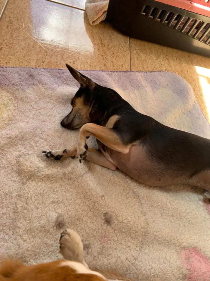 Cachorro raça SRD-ViraLata/ pinscher  idade 3 anos nome Rubens