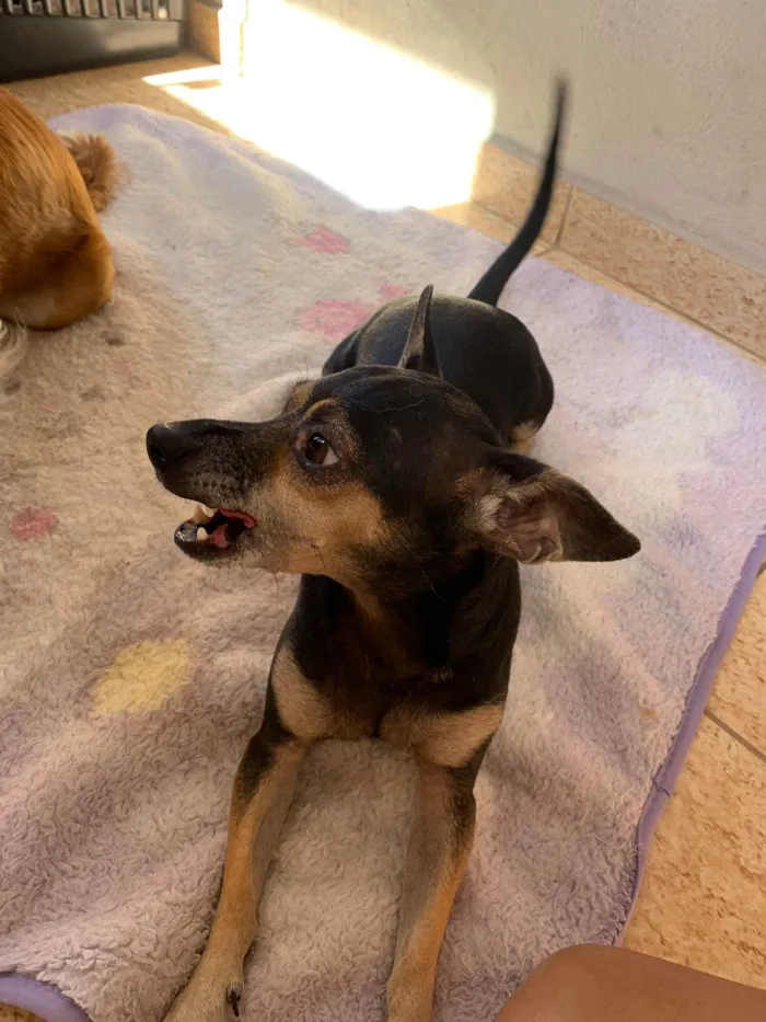 Cachorro raça SRD-ViraLata/ pinscher  idade 3 anos nome Rubens