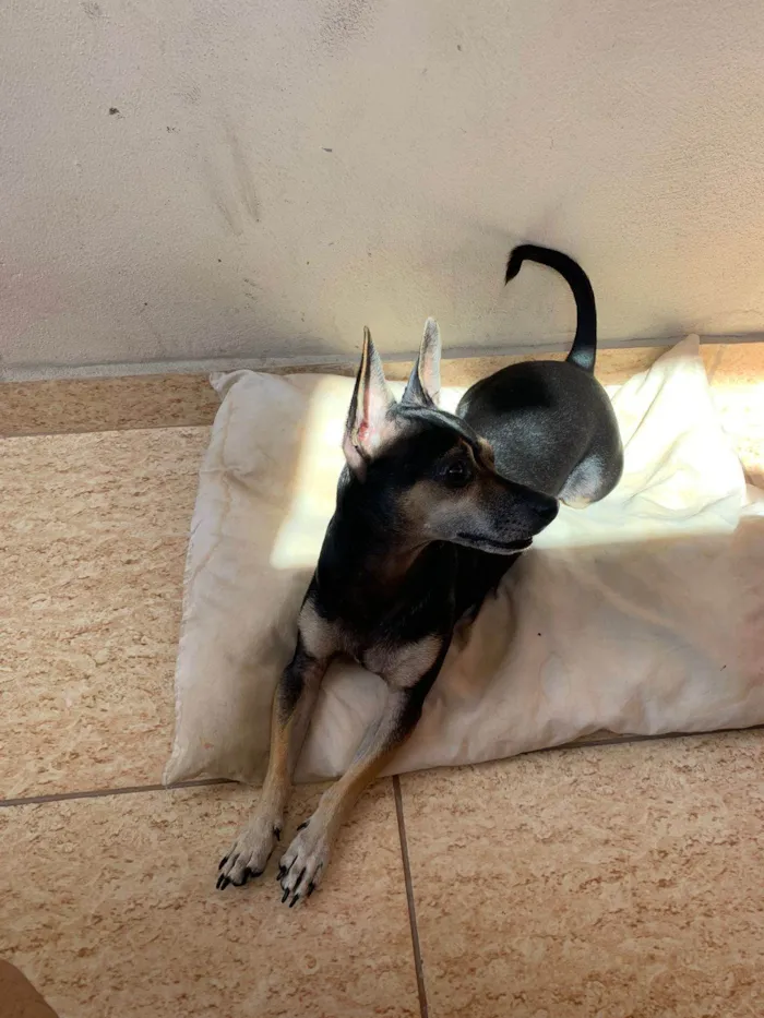 Cachorro raça SRD-ViraLata/ pinscher  idade 3 anos nome Rubens