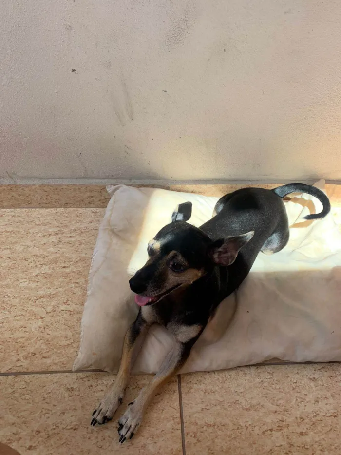 Cachorro raça SRD-ViraLata/ pinscher  idade 3 anos nome Rubens