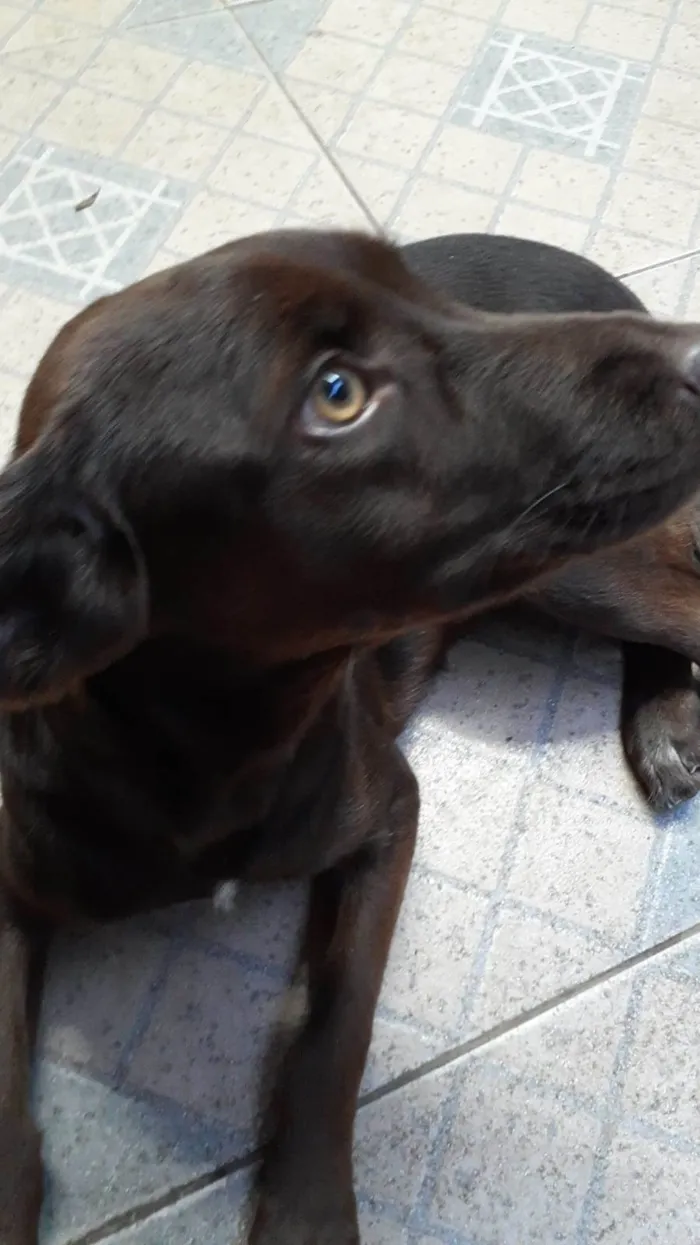 Cachorro ra a SRD-ViraLata idade 1 ano nome Bombon