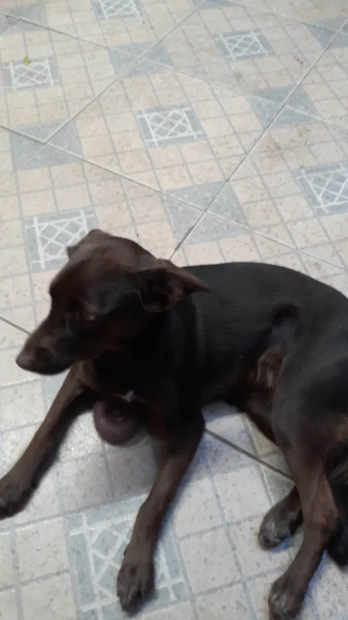 Cachorro ra a SRD-ViraLata idade 1 ano nome Bombon